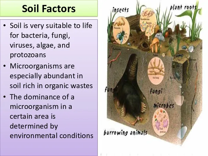 Soil Factors Soil is very suitable to life for bacteria, fungi, viruses, algae,