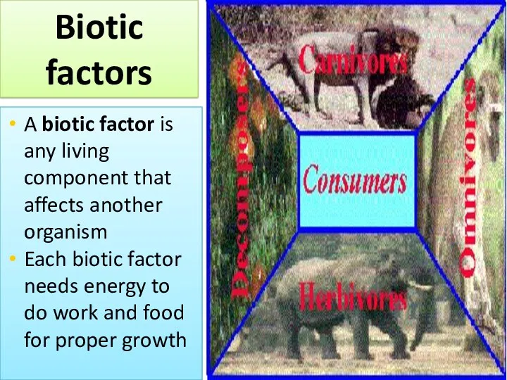 A biotic factor is any living component that affects another organism Each biotic