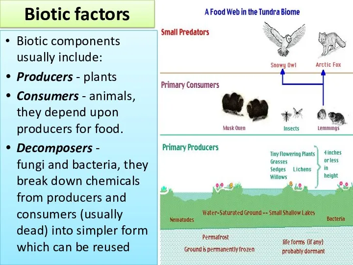 Biotic components usually include: Producers - plants Consumers - animals, they depend upon