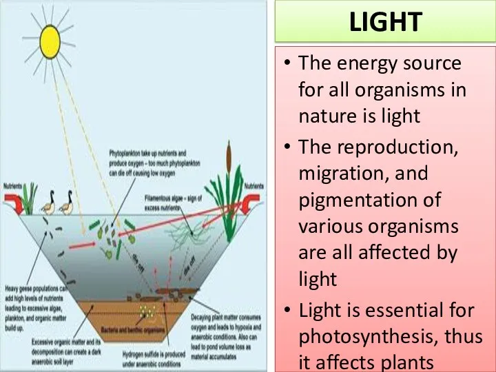 The energy source for all organisms in nature is light The reproduction, migration,