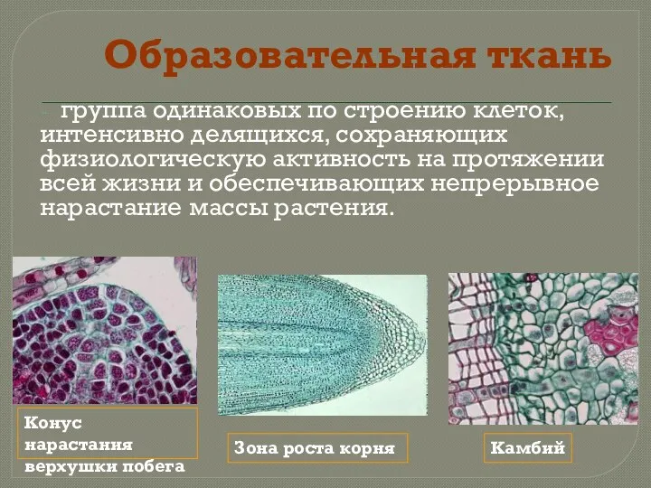 Образовательная ткань группа одинаковых по строению клеток, интенсивно делящихся, сохраняющих