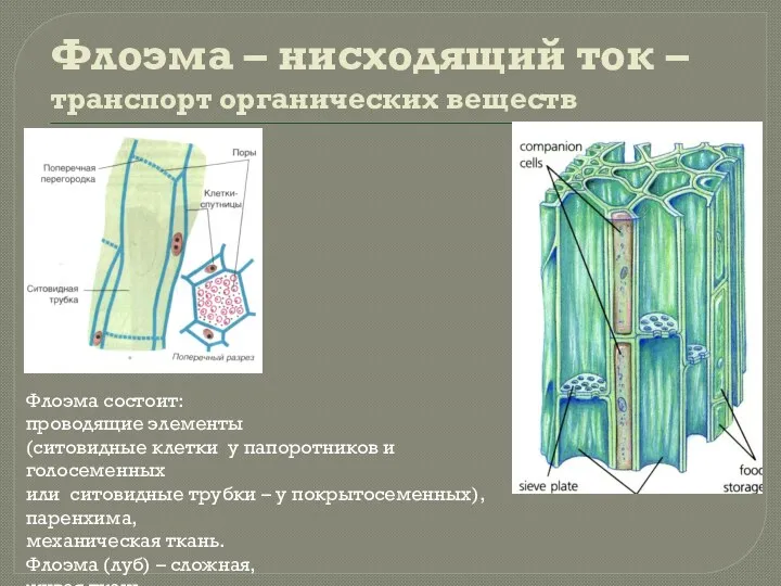 Флоэма – нисходящий ток – транспорт органических веществ Флоэма состоит: