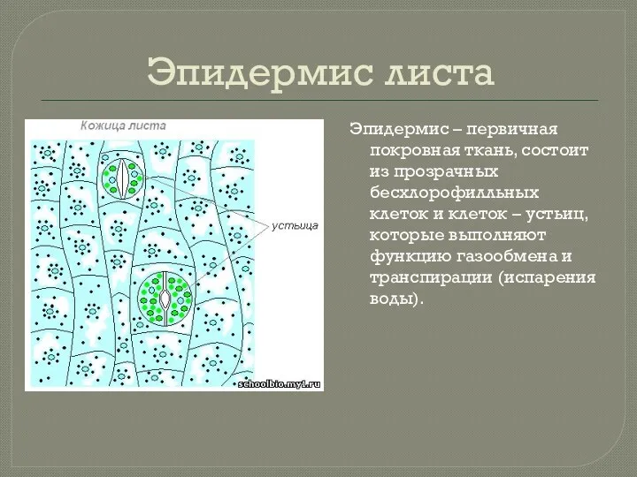 Эпидермис листа Эпидермис – первичная покровная ткань, состоит из прозрачных