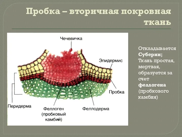 Пробка – вторичная покровная ткань Откладывается Суберин; Ткань простая, мертвая, образуется за счет феллогена (пробкового камбия)