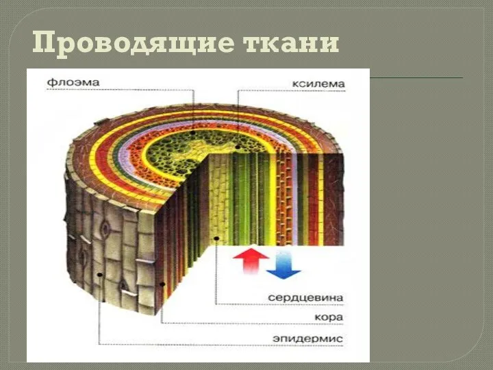 Проводящие ткани