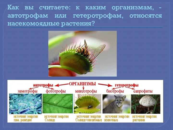 Как вы считаете: к каким организмам, - автотрофам или гетеротрофам, относятся насекомоядные растения?