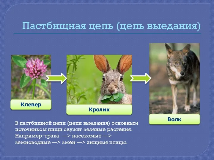 Клевер Волк Пастбищная цепь (цепь выедания) Кролик В пастбищной цепи