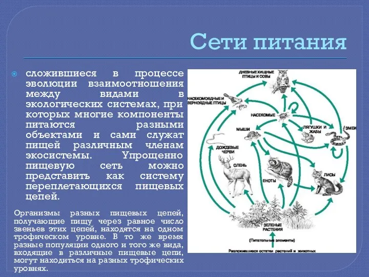 Сети питания сложившиеся в процессе эволюции взаимоотношения между видами в