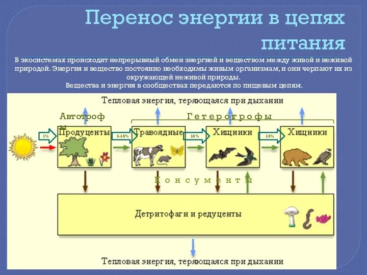 Перенос энергии в цепях питания В экосистемах происходит непрерывный обмен