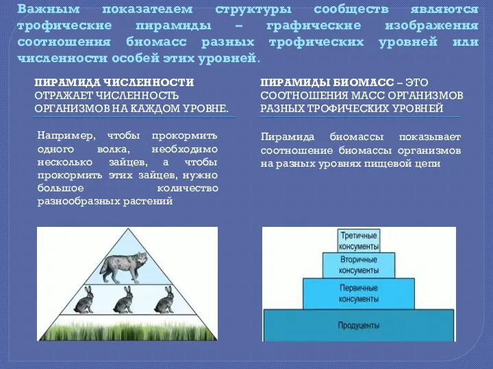 Важным показателем структуры сообществ являются трофические пирамиды – графические изображения