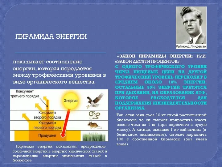 ПИРАМИДА ЭНЕРГИИ «ЗАКОН ПИРАМИДЫ ЭНЕРГИИ» ИЛИ «ЗАКОН ДЕСЯТИ ПРОЦЕНТОВ»: С