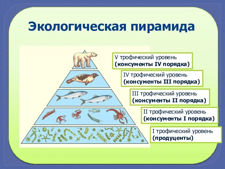 Экологическая пирамида I трофический уровень (продуценты) II трофический уровень (консументы