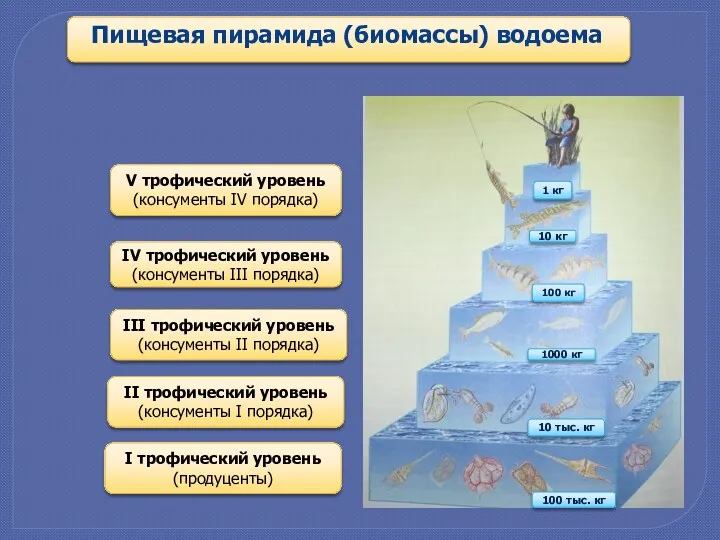 Пищевая пирамида (биомассы) водоема I трофический уровень (продуценты) II трофический