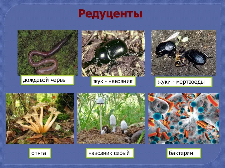 Редуценты бактерии дождевой червь опята навозник серый жуки - мертвоеды жук - навозник