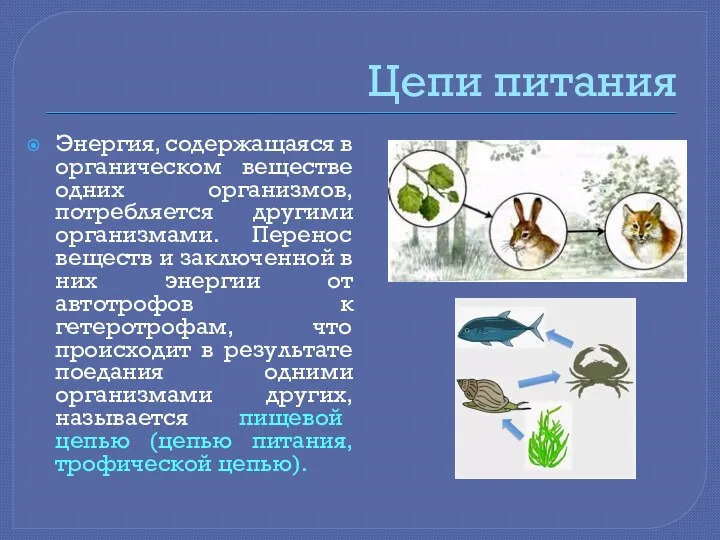 Цепи питания Энергия, содержащаяся в органическом веществе одних организмов, потребляется