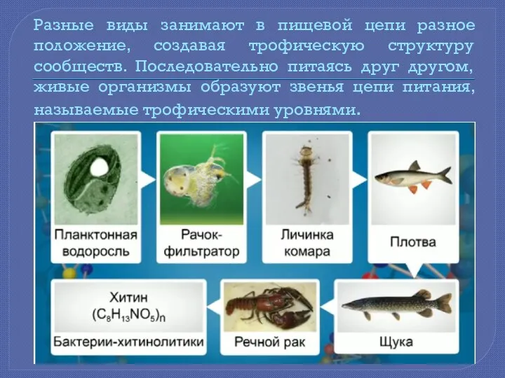 Разные виды занимают в пищевой цепи разное положение, создавая трофическую