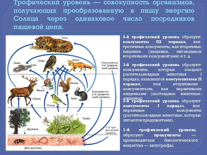 Трофический уровень — совокупность организмов, получающих преобразованную в пищу энергию