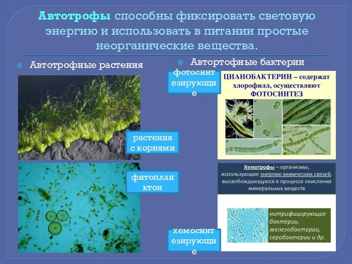 Автотрофы способны фиксировать световую энергию и использовать в питании простые