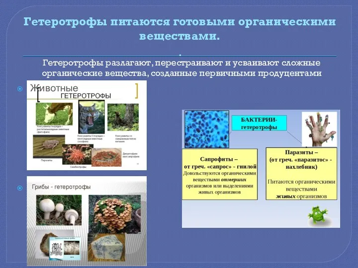 Гетеротрофы питаются готовыми органическими веществами. . Животные Грибы Гетеротрофы разлагают,