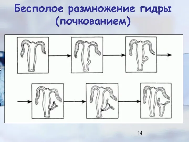 Бесполое размножение гидры (почкованием)