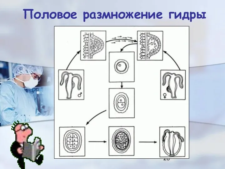 Половое размножение гидры