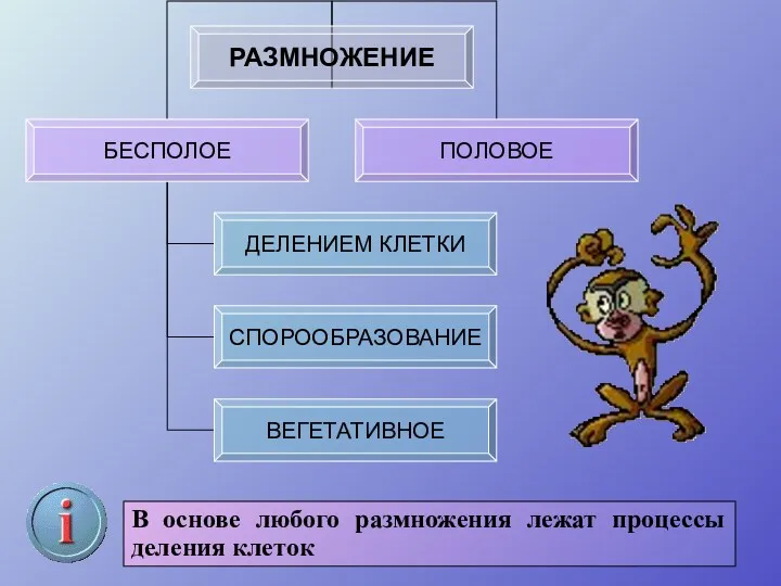 В основе любого размножения лежат процессы деления клеток