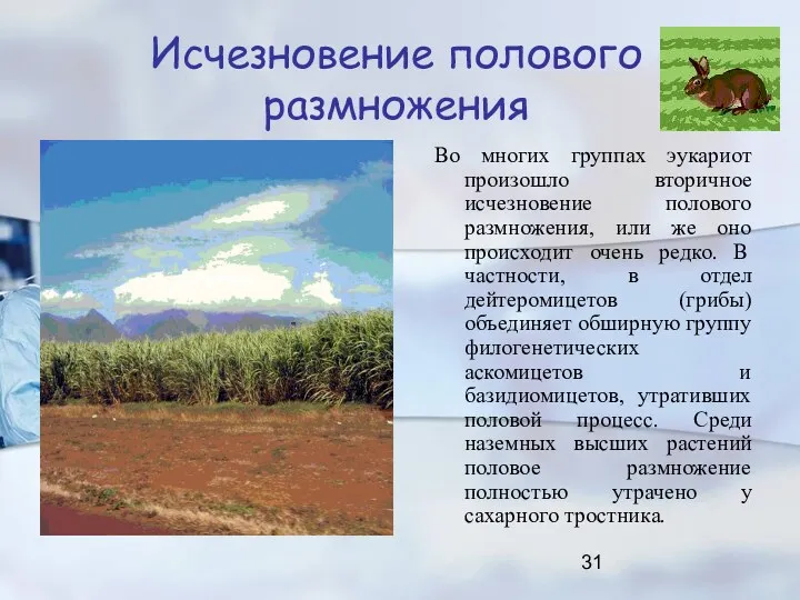 Исчезновение полового размножения Во многих группах эукариот произошло вторичное исчезновение