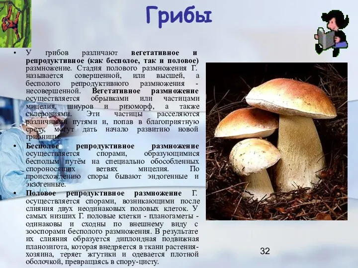 Грибы У грибов различают вегетативное и репродуктивное (как бесполое, так