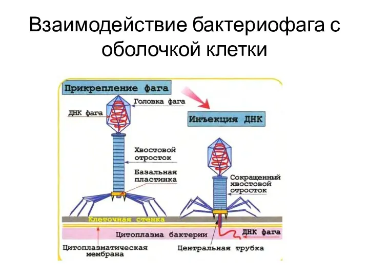 Взаимодействие бактериофага с оболочкой клетки