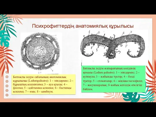 Психрофиттердің анатомиялық құрылысы Батпақты ледум сабағының анатомиялық құрылымы (Ledumpalustre): 1