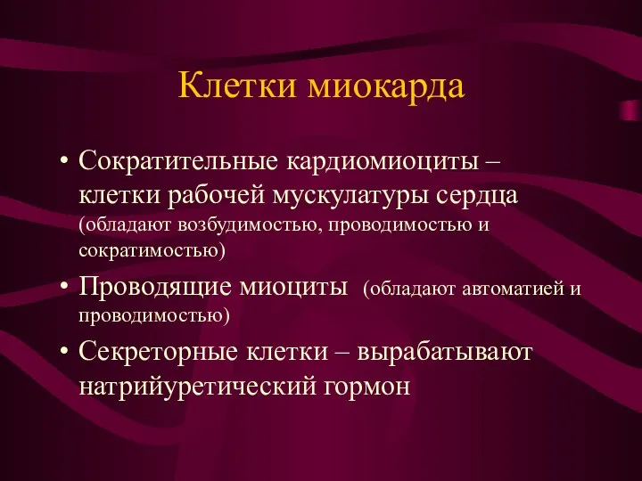 Клетки миокарда Сократительные кардиомиоциты – клетки рабочей мускулатуры сердца (обладают