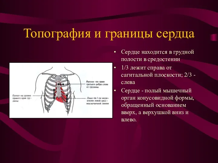 Топография и границы сердца Сердце находится в грудной полости в