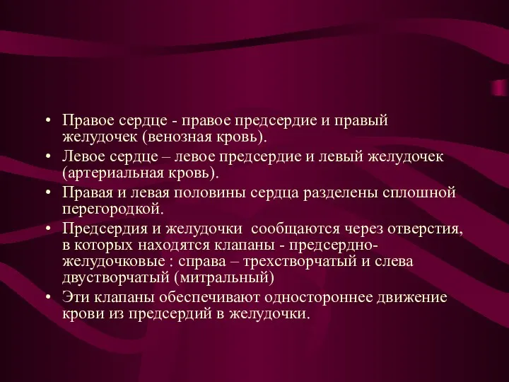 Правое сердце - правое предсердие и правый желудочек (венозная кровь).