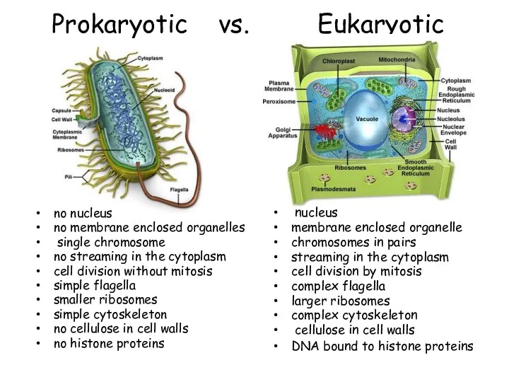 Prokaryotic vs. Eukaryotic no nucleus no membrane enclosed organelles single chromosome no streaming