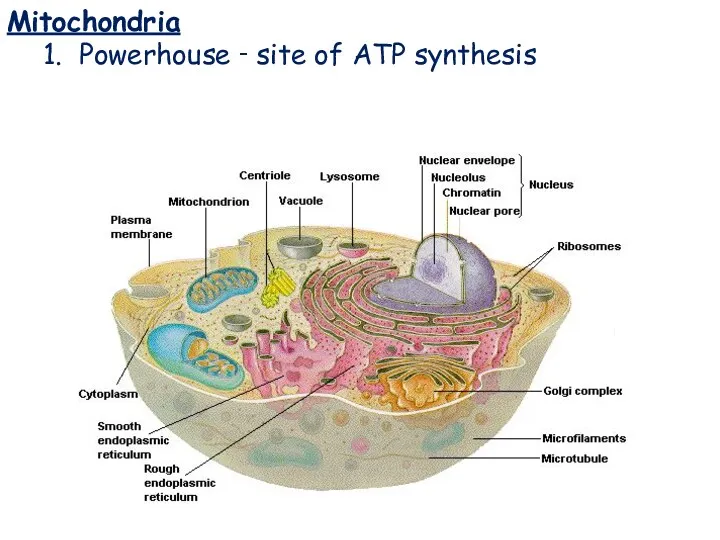 Mitochondria Mitochondria 1. Powerhouse ‑ site of ATP synthesis