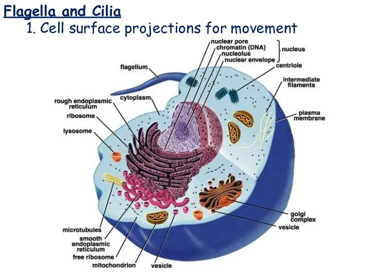 Flagella and Cilia Flagella and Cilia 1. Cell surface projections for movement