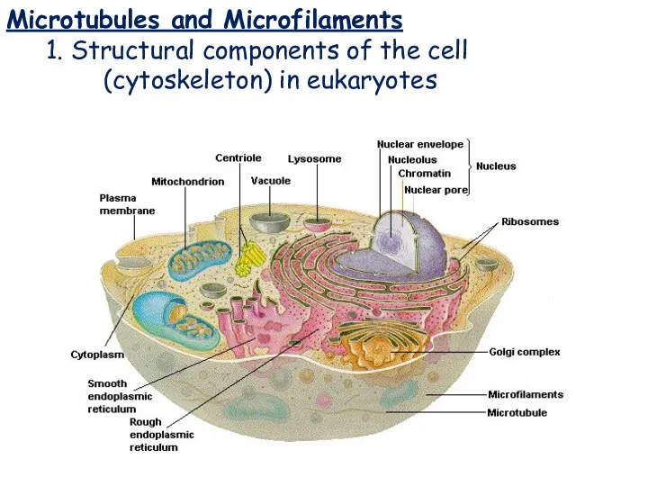 Microtubules and Microfilaments Microtubules and Microfilaments 1. Structural components of the cell (cytoskeleton) in eukaryotes