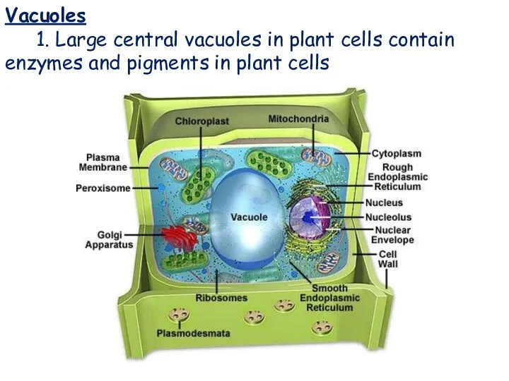 Vacuoles Vacuoles 1. Large central vacuoles in plant cells contain enzymes and pigments in plant cells