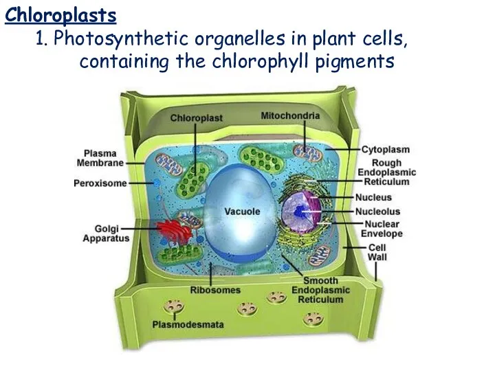 Chloroplasts Chloroplasts 1. Photosynthetic organelles in plant cells, containing the chlorophyll pigments