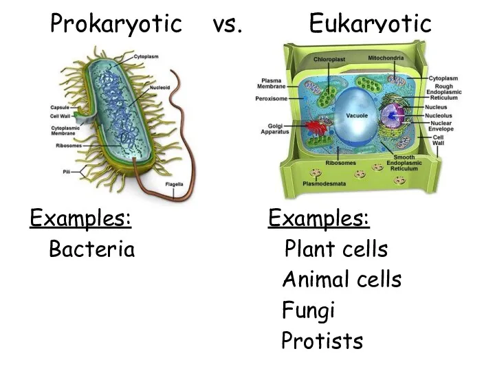 Prokaryotic vs. Eukaryotic Examples: Bacteria Examples: Plant cells Animal cells Fungi Protists