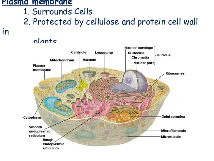 Plasma Membrane Plasma membrane 1. Surrounds Cells 2. Protected by cellulose and protein