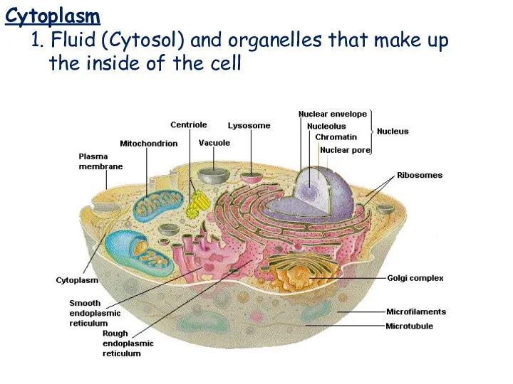 Cytoplasm Cytoplasm 1. Fluid (Cytosol) and organelles that make up the inside of the cell