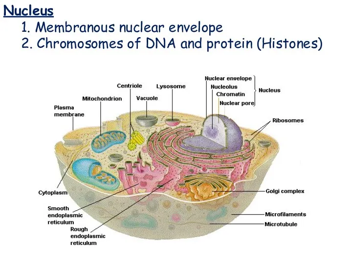 Nucleus Nucleus 1. Membranous nuclear envelope 2. Chromosomes of DNA and protein (Histones)