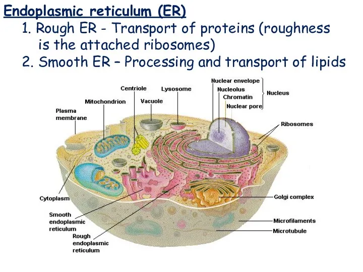 Endoplasmic reticulum (ER) Endoplasmic reticulum (ER) 1. Rough ER - Transport of proteins