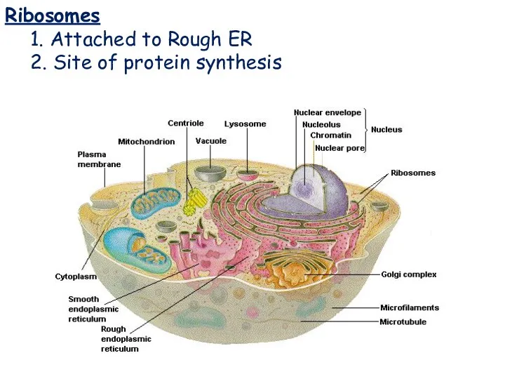 Ribosomes Ribosomes 1. Attached to Rough ER 2. Site of protein synthesis