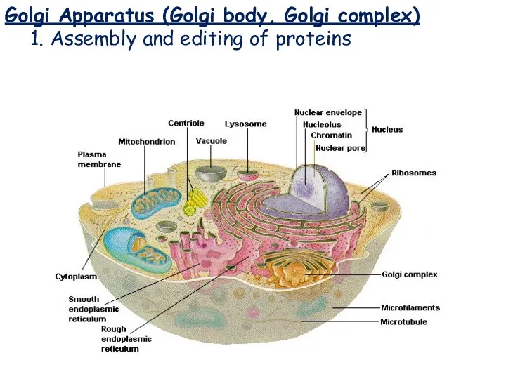 Golgi Apparatus Golgi Apparatus (Golgi body, Golgi complex) 1. Assembly and editing of proteins