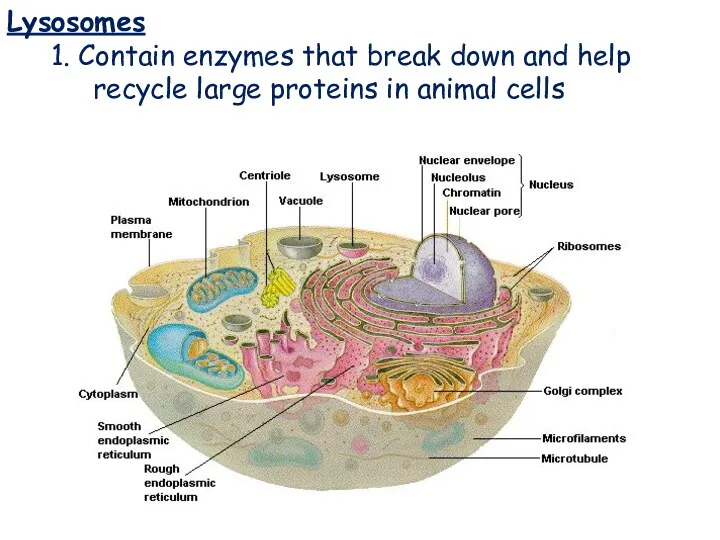Lysosomes Lysosomes 1. Contain enzymes that break down and help recycle large proteins in animal cells