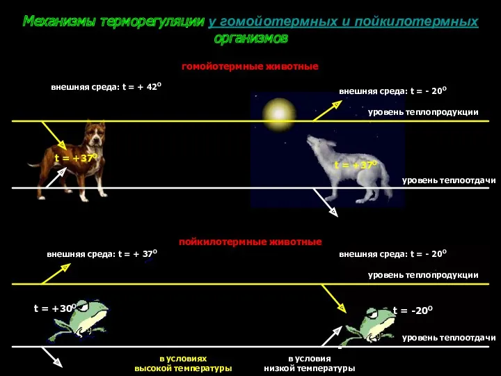 Механизмы терморегуляции у гомойотермных и пойкилотермных организмов гомойотермные животные пойкилотермные животные внешняя среда: