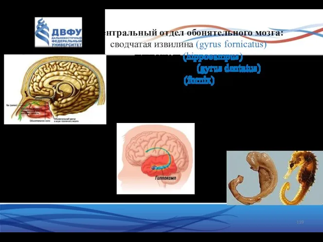 Центральный отдел обонятельного мозга: сводчатая извилина (gyrus fornicatus) гиппокамп (hippocampus) зубчатая извилина (gyrus