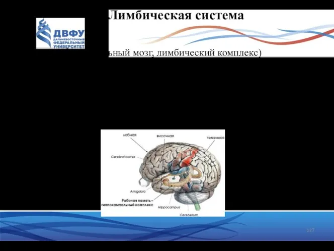 Лимбическая система (висцеральный мозг, лимбический комплекс) комплекс структур конечного, промежуточного и среднего мозга,